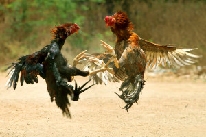 COCK_FIGHT