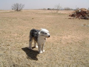 pooch in wind